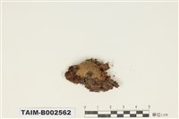 藏品(曲尾苔科)的圖片